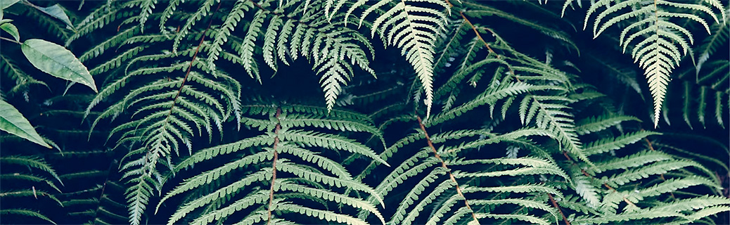 fern1